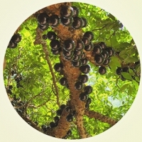 Jaboticaba: Plinia Cauliflora