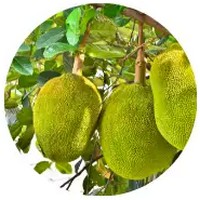 Jackfruit - Artocarpus Heterophyllus
