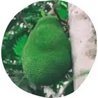 Artocarpus Heterophyllus