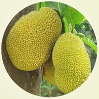 Artocarpus Heterophyllus