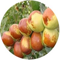 Ziziphus Jujuba - Jujube