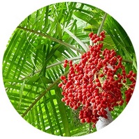 Ziziphus Jujuba - Jujube