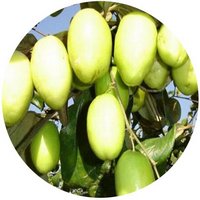 Ziziphus Mauritiana - Jujube