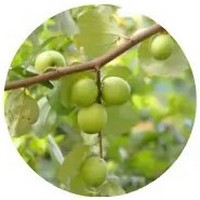 Ziziphus Mauritiana - Jujube