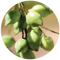 Terminalia Ferdinandiana - Kakadu Plum