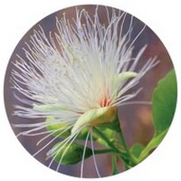 Terminalia Ferdinandiana - Kakadu Plum