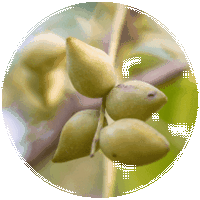 Terminalia Ferdinandiana - Billygoat Plum - Kakadu Plum