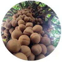 Keppel - Stelechocarpus Burahol