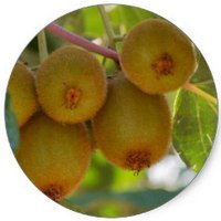 Kiwi - Actinidia Chinensis