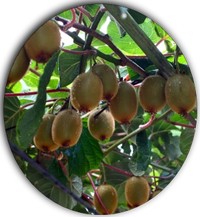 Kiwi - Actinidia Chinensis