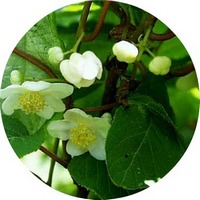 Actinidia