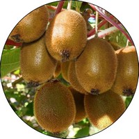 Kiwi - Actinidia