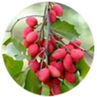 Korlan - Nephelium Hypoleucum