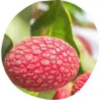 Korlan - Nephelium Hypoleucum