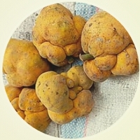 Artocarpus Lakoocha