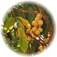 Langsat-Lansium Domesticum