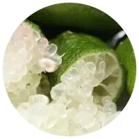 Lima Caviar - Citrus Australasica