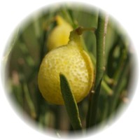 Desert Lime - Citrus Glauca
