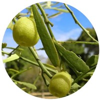Desert Lime - Citrus Glauca