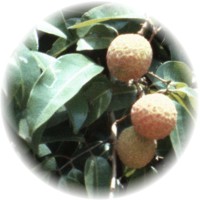 Litchi Chinensis