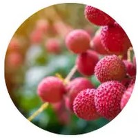 Litchi Chinensis
