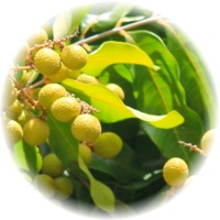 Dimocarpus Longan - Ojo de Dragon