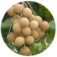 Dimocarpus Longan - Ojo de Dragon