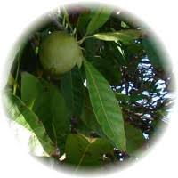 Lucuma - Pouteria Lucuma
