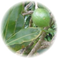 Macadamia Ternifolia