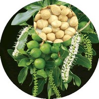 Macadamia Ternifolia