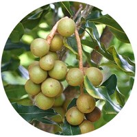 Macadamia Ternifolia