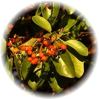 Arbutus Unedo - Madronio - Arbousier