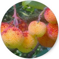 Arbutus Unedo - Madronio - Arbousier