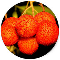 Arbutus Menziesii - Madronio - Arbousier