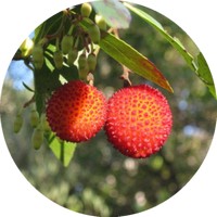 Arbutus Unedo - Madronio - Arbousier