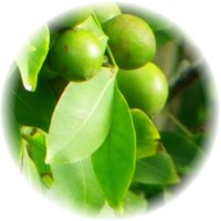 Melicoccus Bijugatus