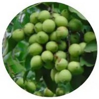 Melicoccus Bijugatus