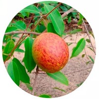 Mangaba - Hancornia Speciosa