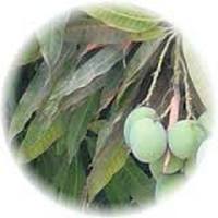 Mango - Mangifera Indica - Manguier