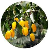 Mango - Mangifera Indica - Manguier