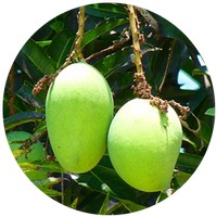 Mango - Mangifera Indica - Manguier