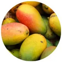Mango - Mangifera