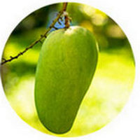 Mango - Mangifera Indica - Manguier