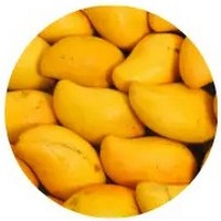 Mango - Mangifera Indica - Manguier