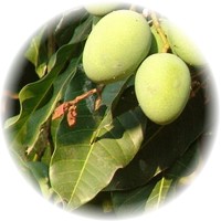 Mango Africano