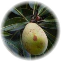 White Mango - Mangifera Caesia