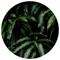 Hoja de Mango - Mangifera - Manguier