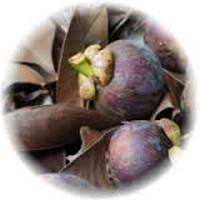 Mangostan - Garcinia Mangostana