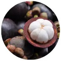 Mangostan - Garcinia Mangostana