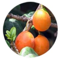 Mangosteen - Garcinia Mangostana